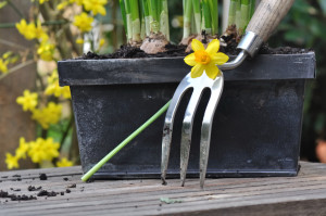 garden clearance Stoke Newington N16