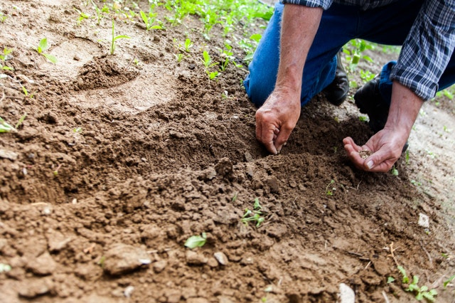 Man weeding his garden